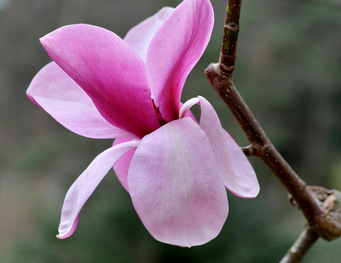 Magnolia sprengeri