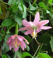 Passiflore molle