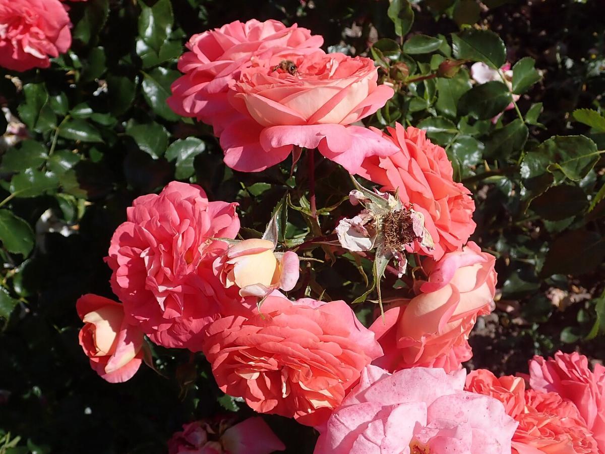 Rosier 'Sommersonne'