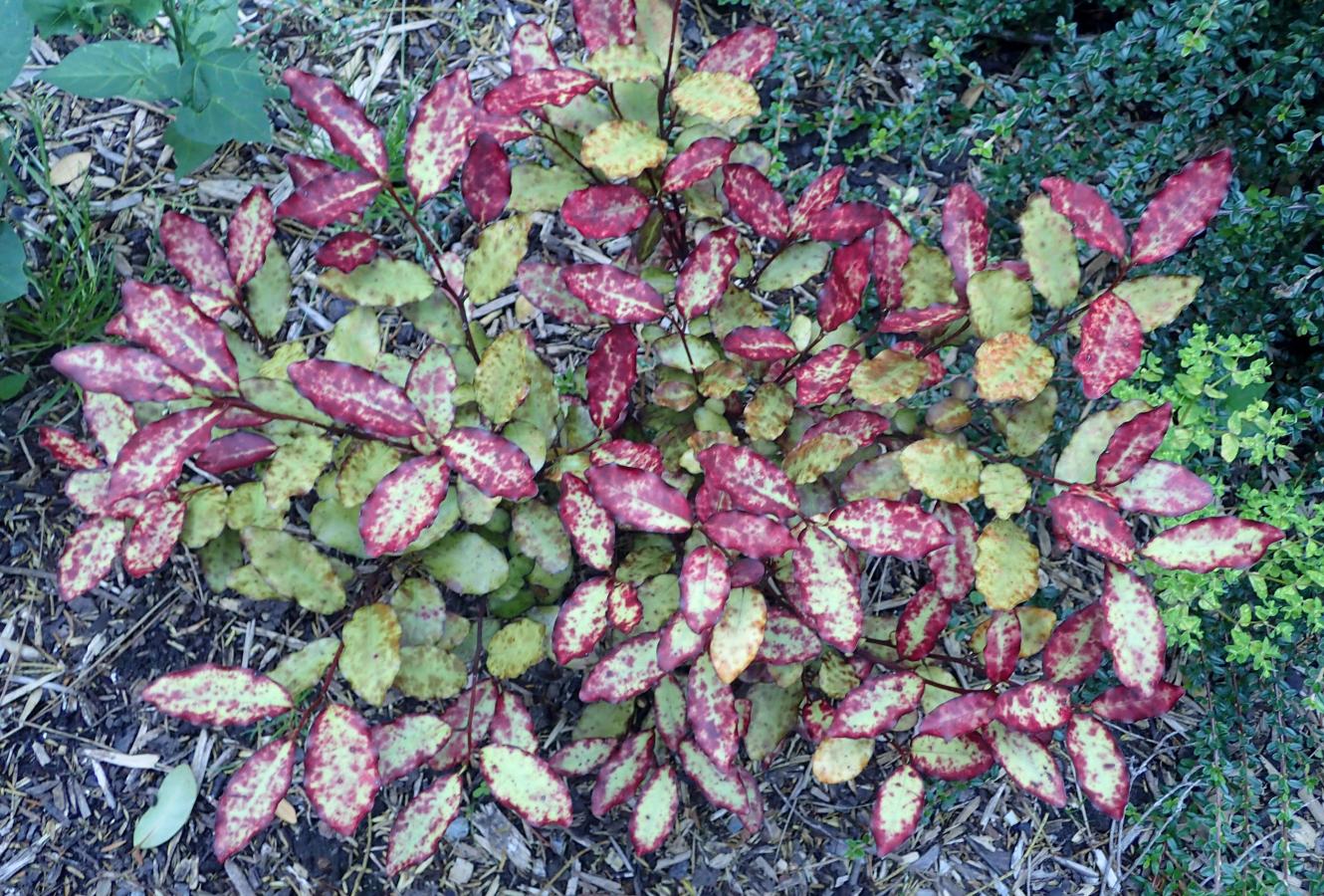 Pseudowintera colorata 'Red Leopard'