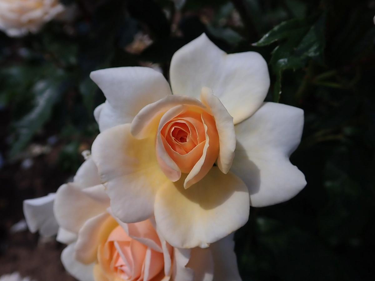 Rosier 'Sweet Honey'