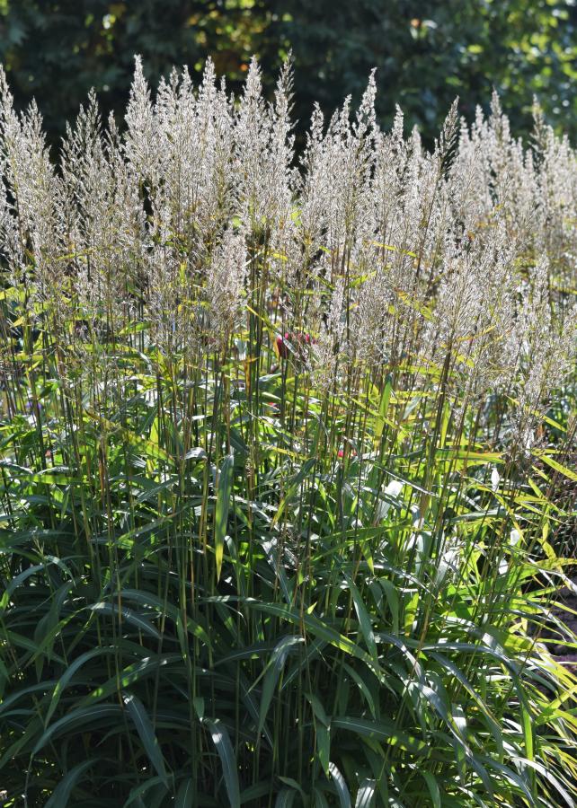 Spodiopogon de Sibérie