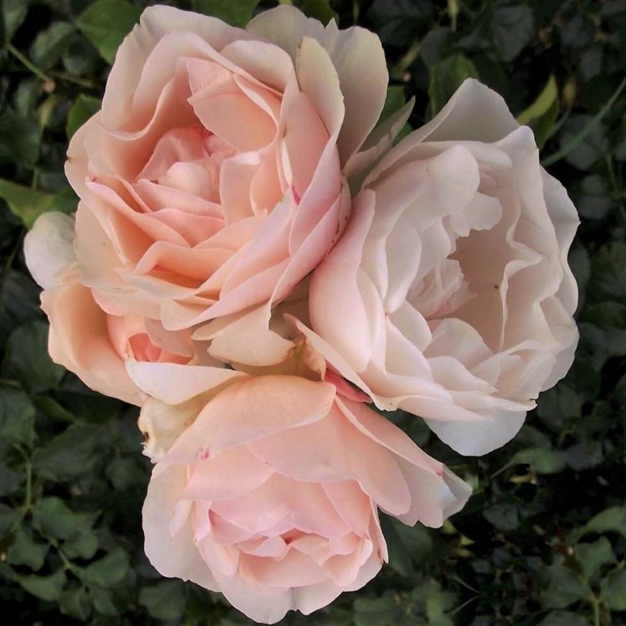 Rosier 'Sweet Meidiland'