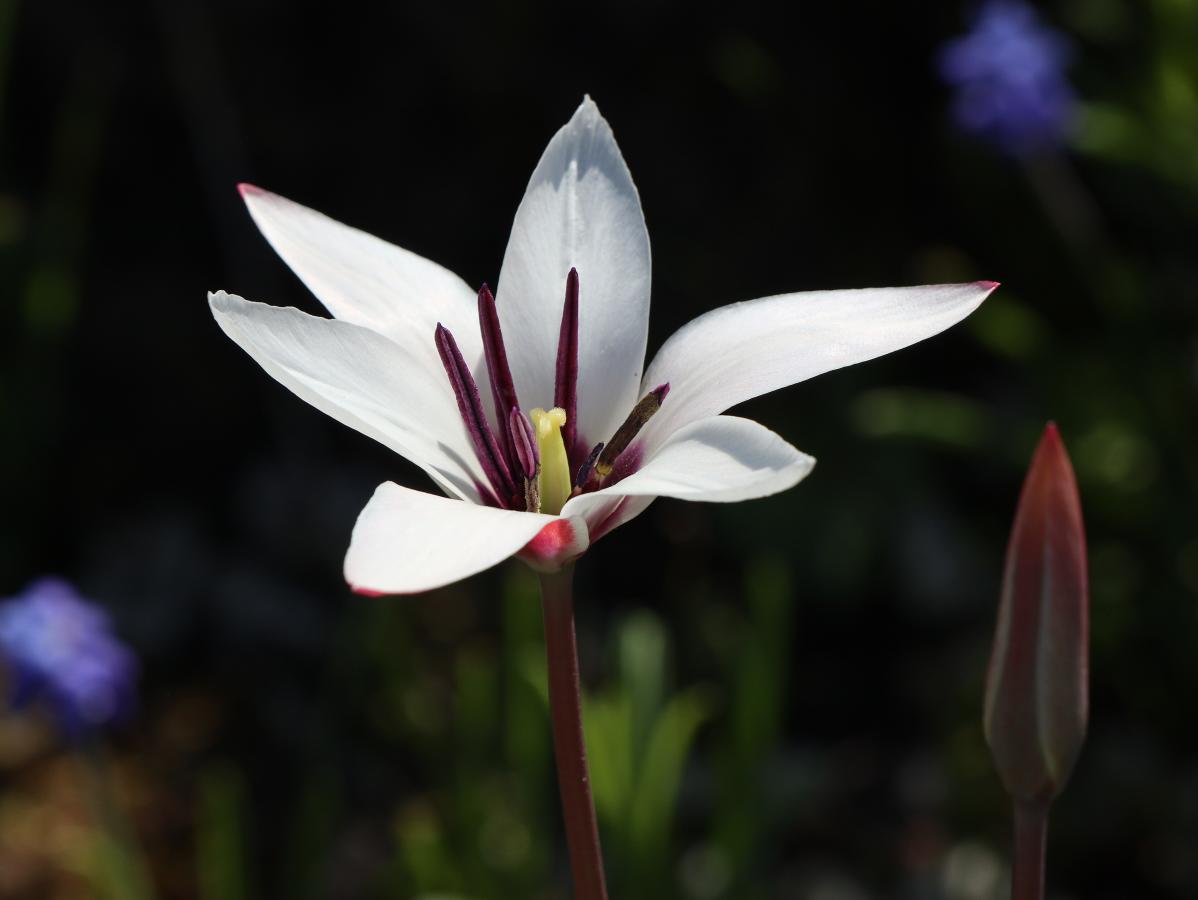 Tulipe de l'Écluse