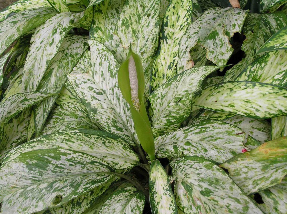 Dieffenbachia maculata