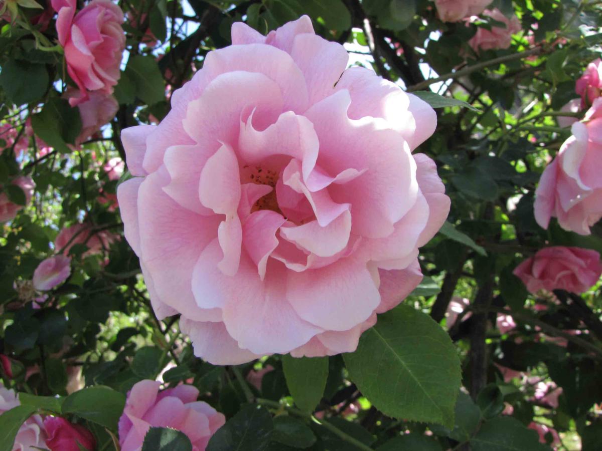Rosier 'Mme Grégoire Staechelin'