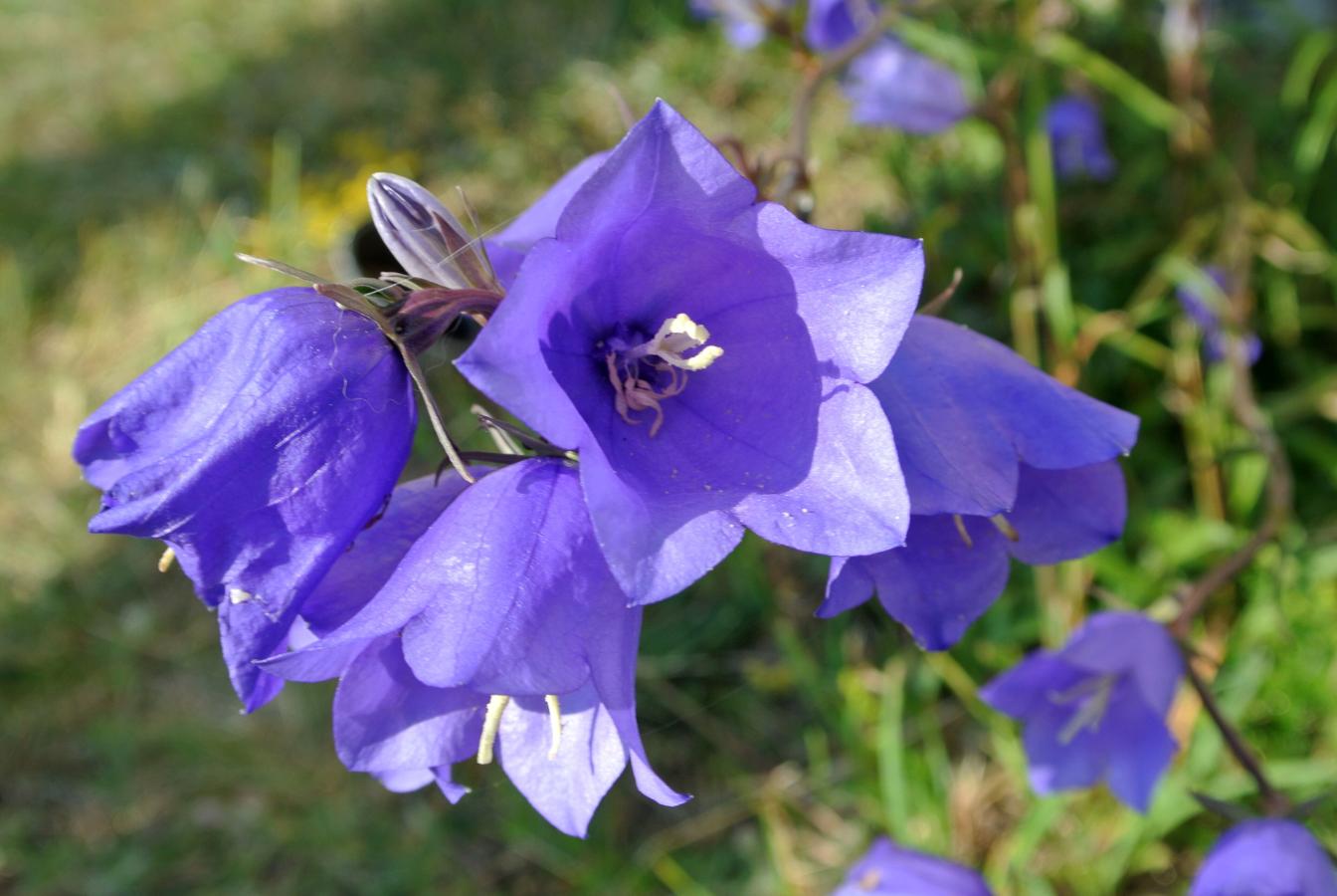 Campanule à feuilles de pêcher