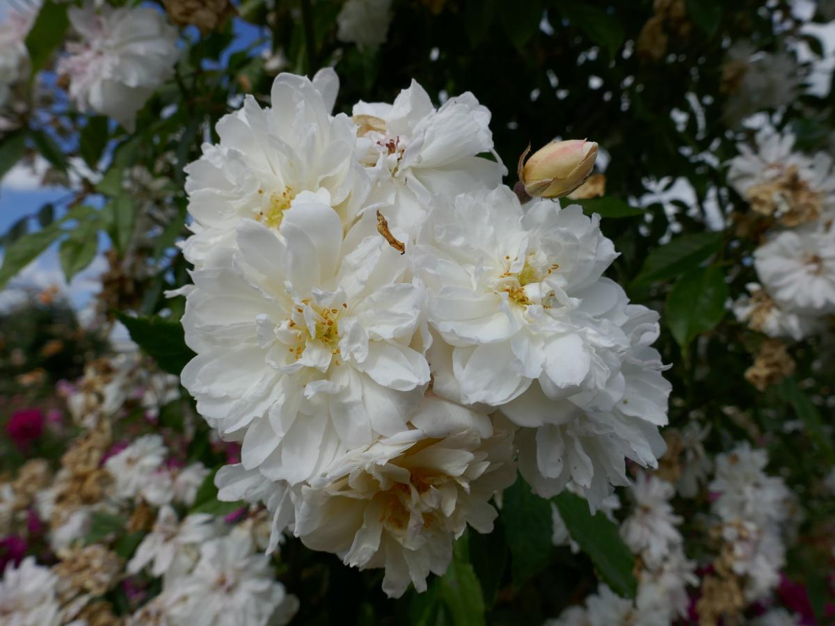 Rosier 'Snow Goose'