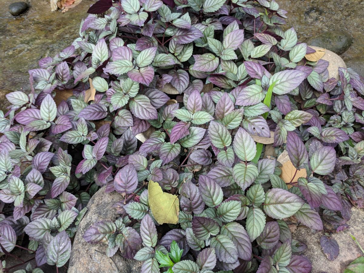 Hemigraphis colorata