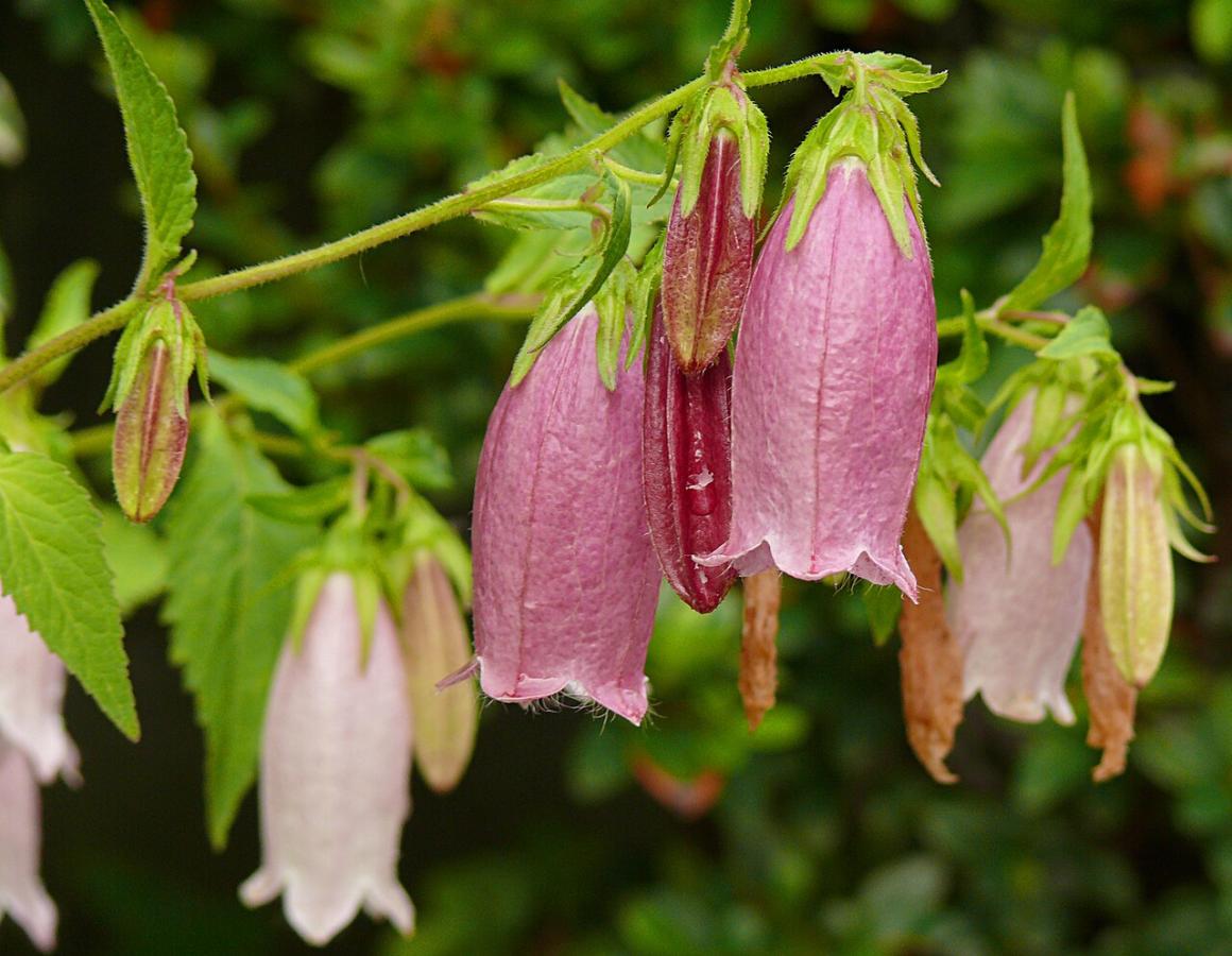 Campanule ponctuée