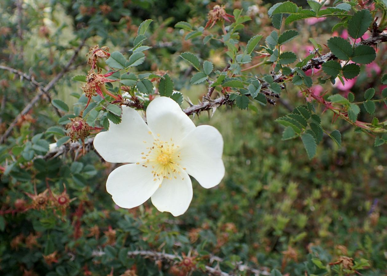 Rosier 'Dunwich Rose'