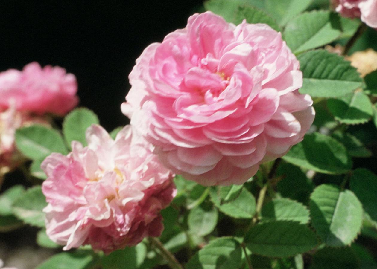 Rosier 'Rose de Meaux'