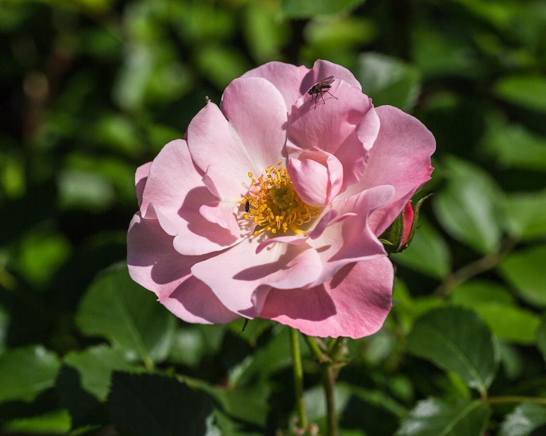 Rosier 'Jacky's Favorite'
