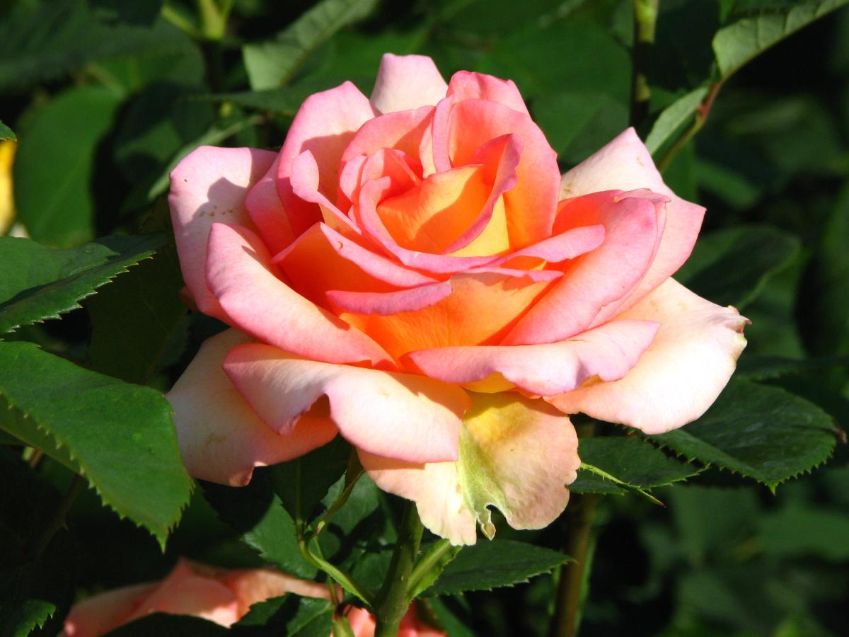 Rosier 'Fantasia Mondiale'