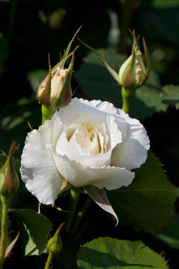 Rosier 'Margaret Merril'