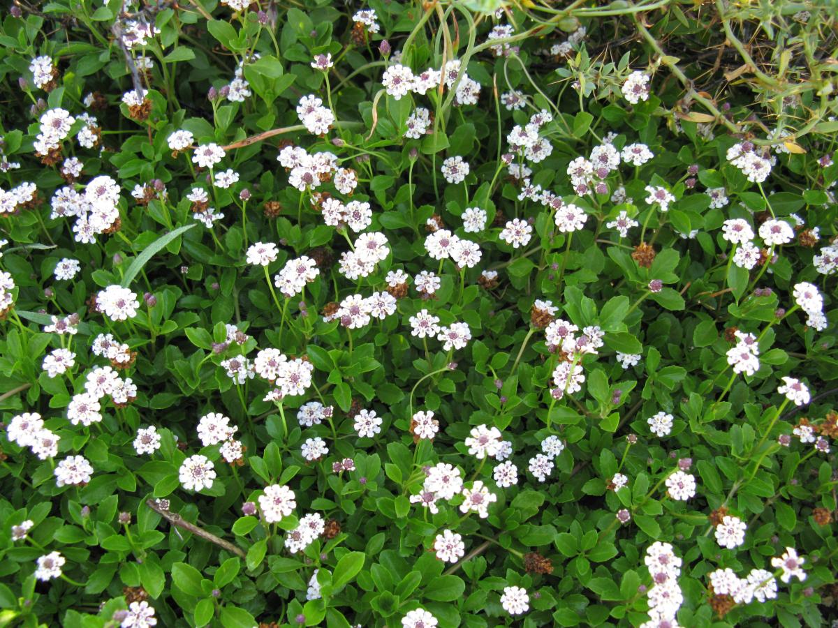Lippia gazon