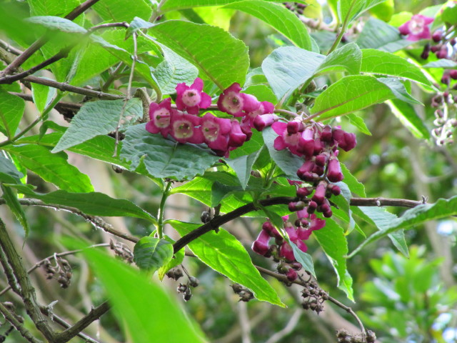 Buddleia de Colvile