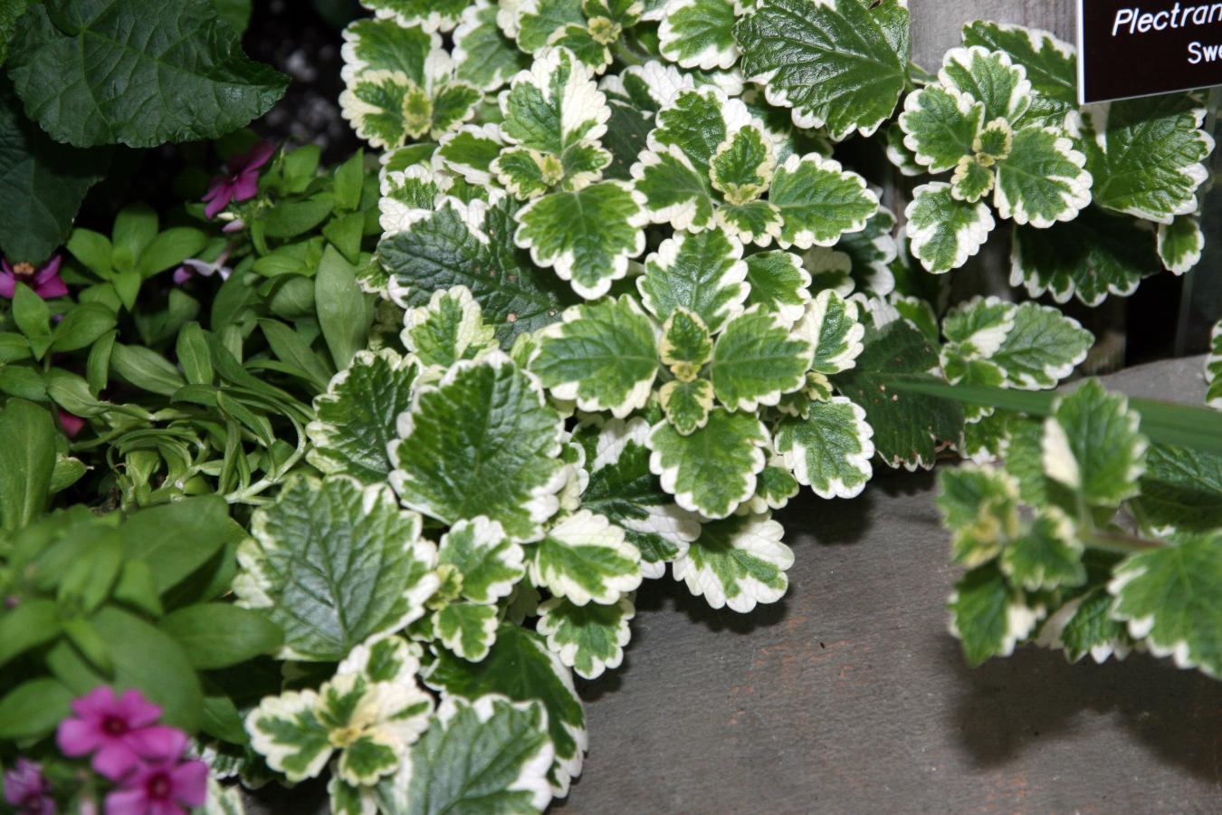 Plectranthus cilié