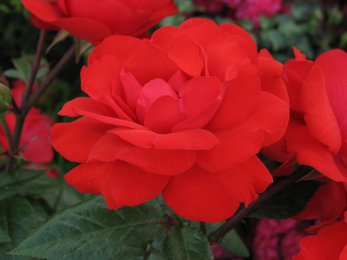 Rosier 'Domstadt Fulda'