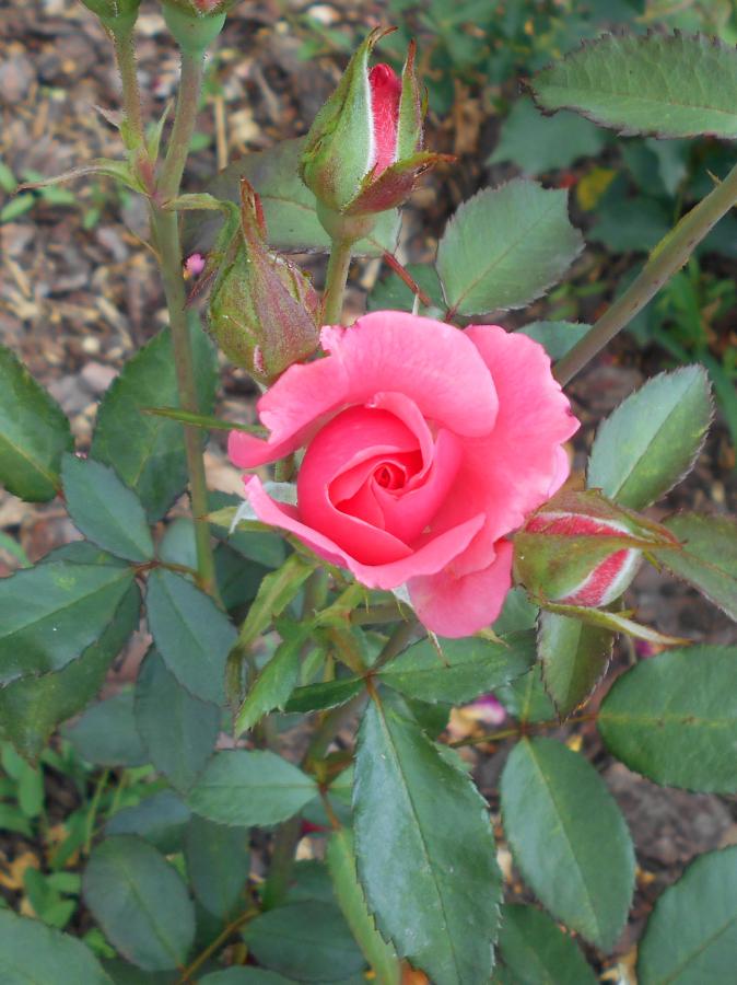 Rosier 'Pernille Poulsen'