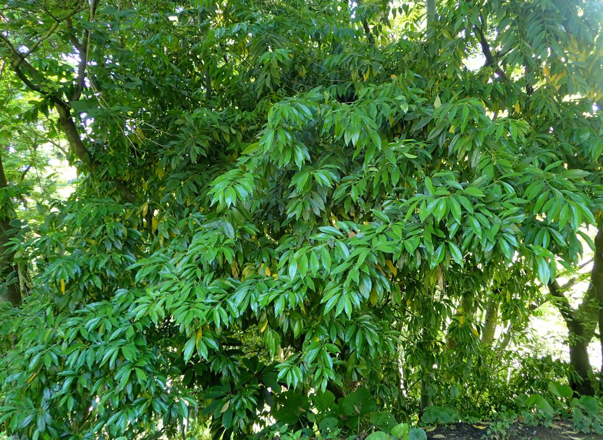 Cocculus à feuilles de laurier