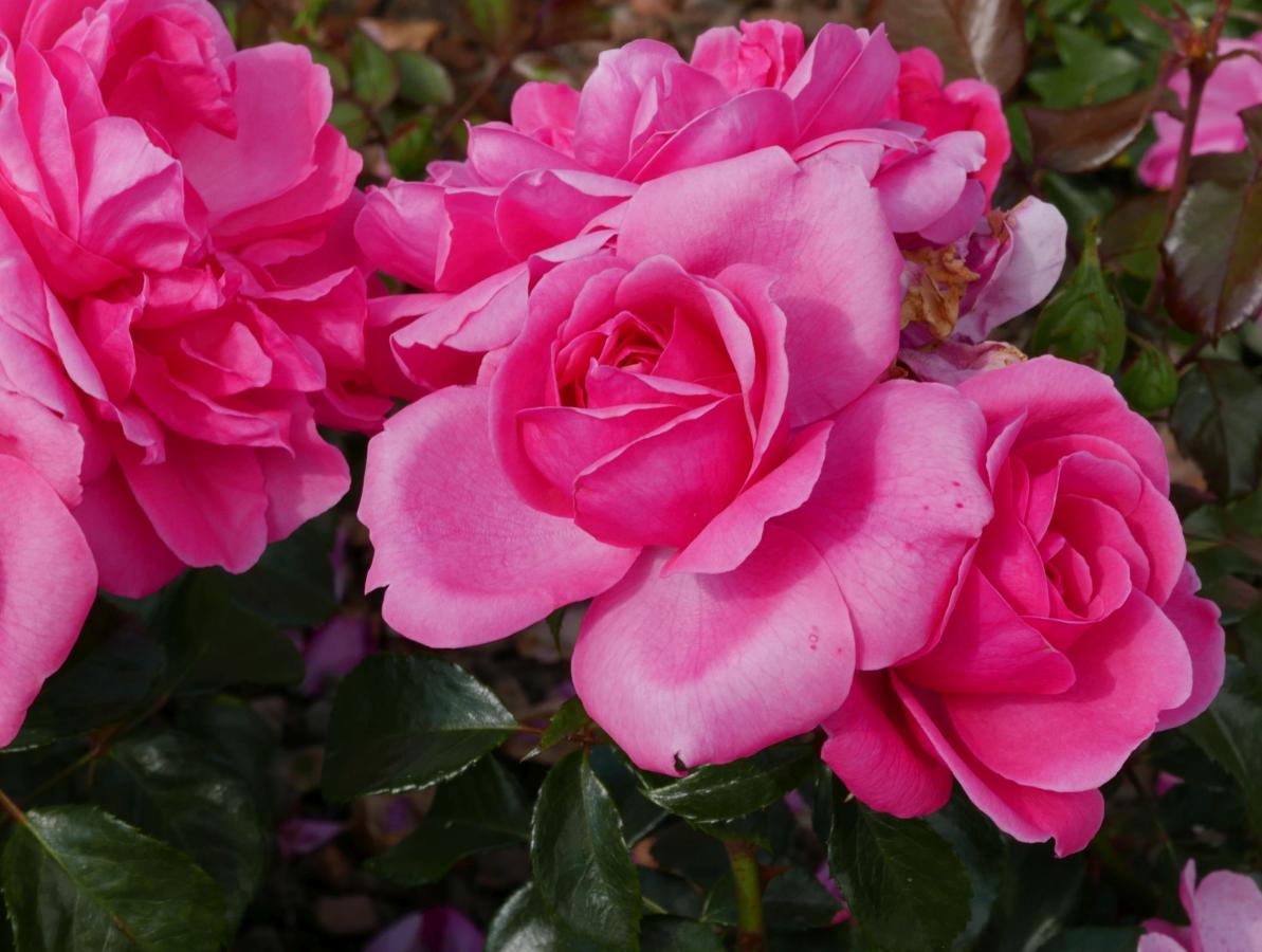Rosier 'Berleburg'