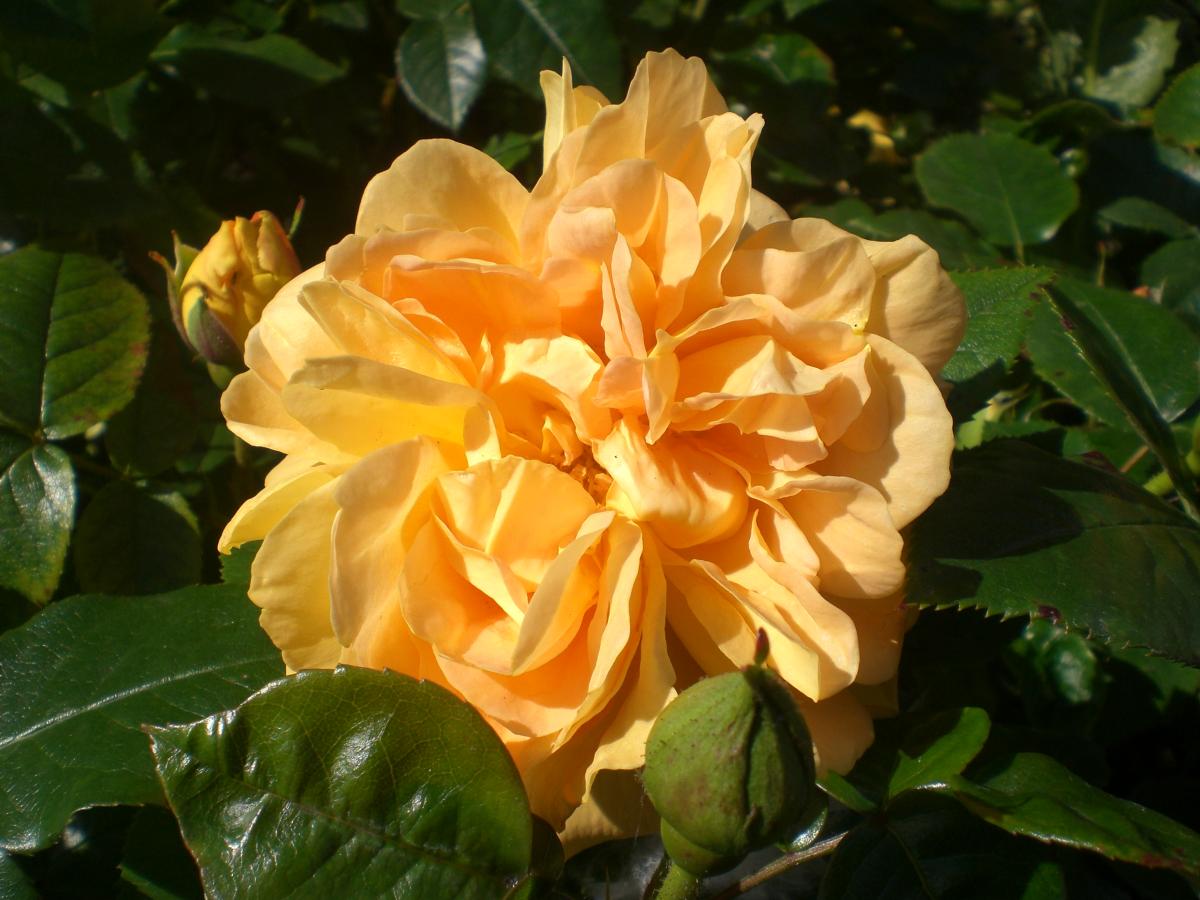 Rosier 'Bernstein Rose'