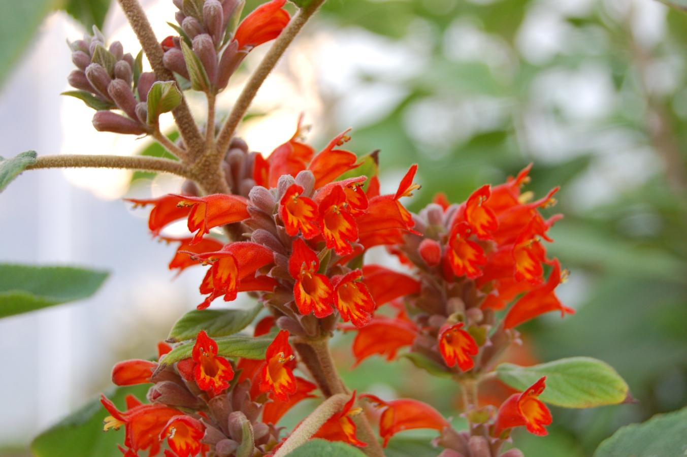 Colquhounia à fleurs écarlates
